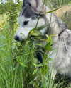 astarwbry_ Altpins Profile Picture