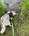 astarwbry_ Altpins Profile Picture