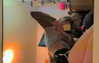 astarwbry_ Altpins Profile Picture