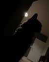 astarwbry_ Altpins Profile Picture