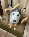 astarwbry_ Altpins Profile Picture