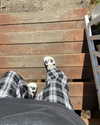 astarwbry_ Altpins Profile Picture