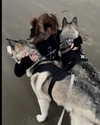 astarwbry_ Altpins Profile Picture