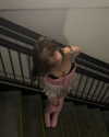 astarwbry_ Altpins Profile Picture