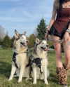 astarwbry_ Altpins Profile Picture