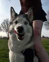 astarwbry_ Altpins Profile Picture
