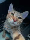 astarwbry_ Altpins Profile Picture
