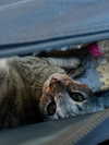 astarwbry_ Altpins Profile Picture