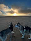 astarwbry_ Altpins Profile Picture