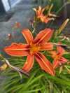 astarwbry_ Altpins Profile Picture