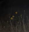 astarwbry_ Altpins Profile Picture