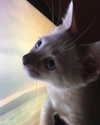 astasiangel Altpins Profile Picture