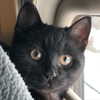astasiangel Altpins Profile Picture