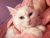 astasiangel Altpins Profile Picture
