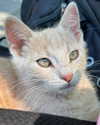 astasiangel Altpins Profile Picture