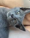 astasiangel Altpins Profile Picture