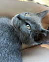 astasiangel Altpins Profile Picture