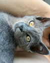 astasiangel Altpins Profile Picture