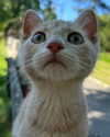 astasiangel Altpins Profile Picture