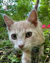 astasiangel Altpins Profile Picture