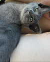 astasiangel Altpins Profile Picture