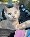 astasiangel Altpins Profile Picture
