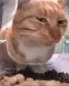 astasiangel Altpins Profile Picture