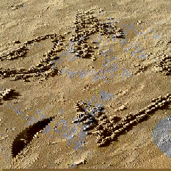 avital_1010.2003 image ~ Altpins