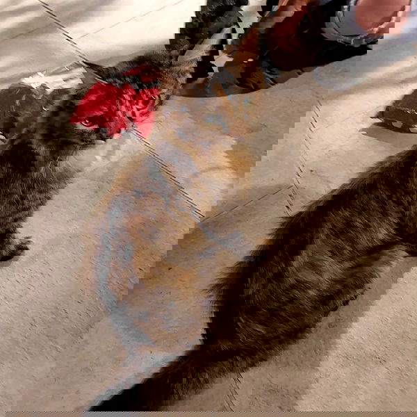 avital_1010.2003 image ~ Altpins