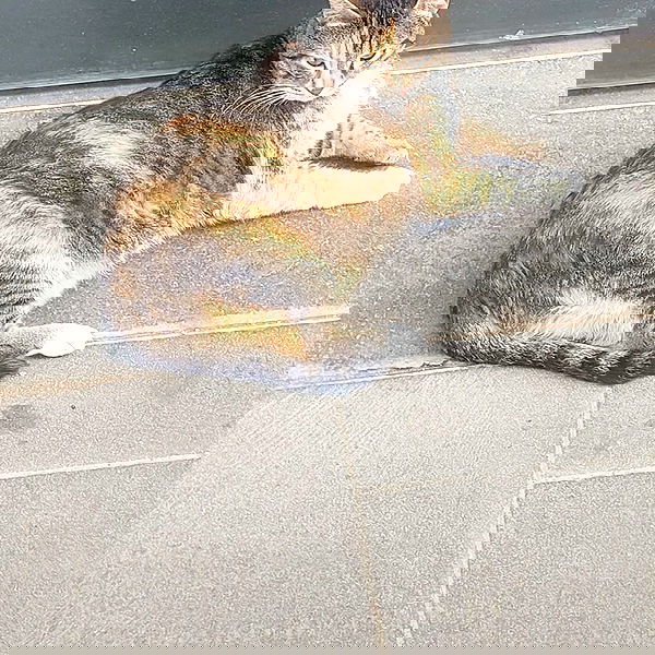 avital_1010.2003 image ~ Altpins