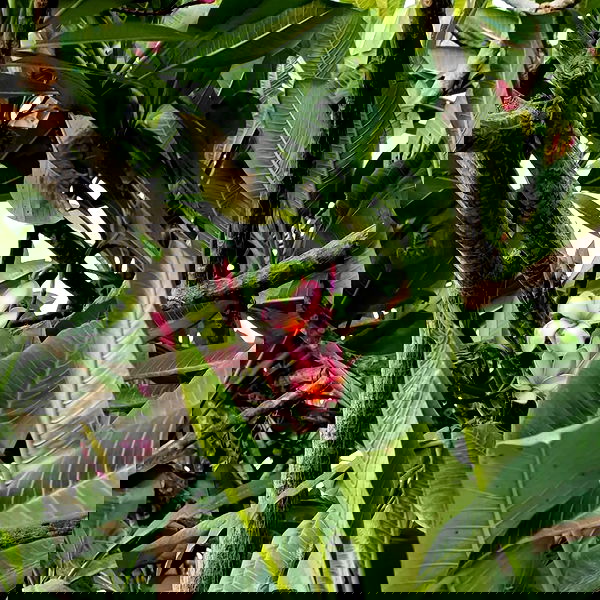 avital_1010.2003 image ~ Altpins