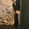 avitalll._ Altpins Profile Picture