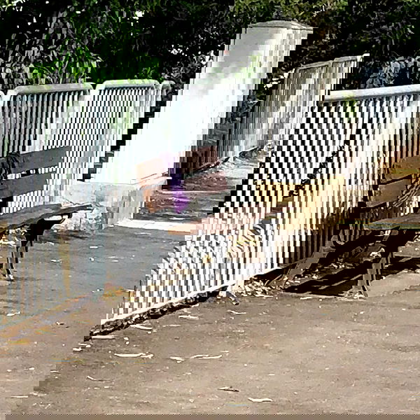 babynympho_archive babynympho_archive archive image