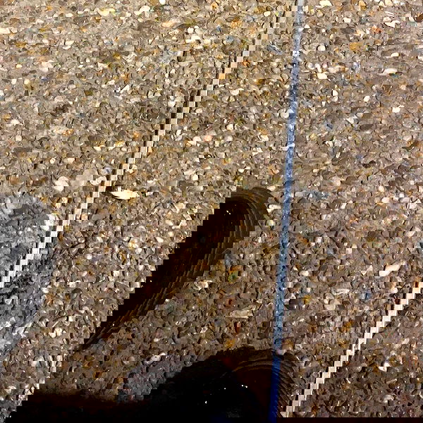 babynympho_archive babynympho_archive archive image