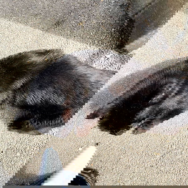 babynympho_archive babynympho_archive archive image