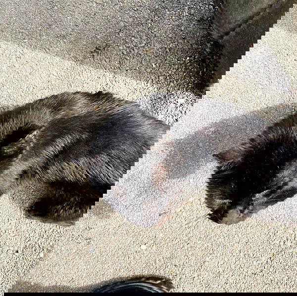 babynympho_archive babynympho_archive archive image