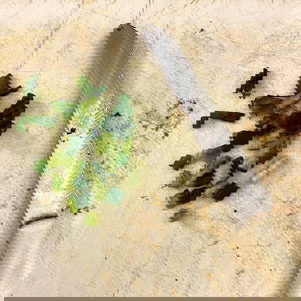 babynympho_archive babynympho_archive archive image