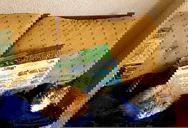 babynympho_archive babynympho_archive archive image