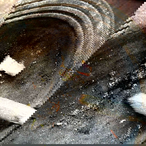 babynympho_archive babynympho_archive archive image