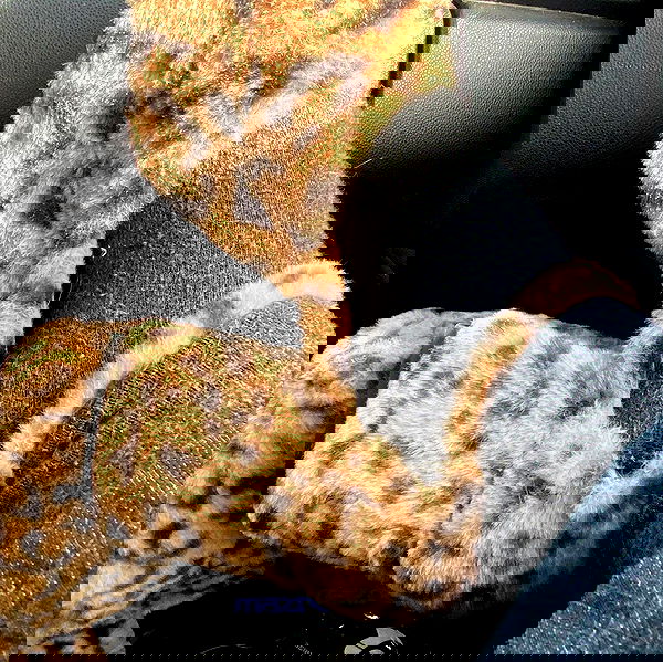 babynympho_archive babynympho_archive archive image