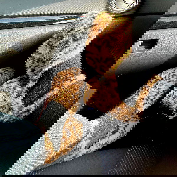 babynympho_archive babynympho_archive archive image