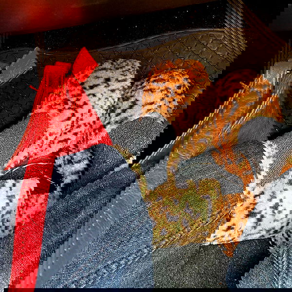 babynympho_archive babynympho_archive archive image