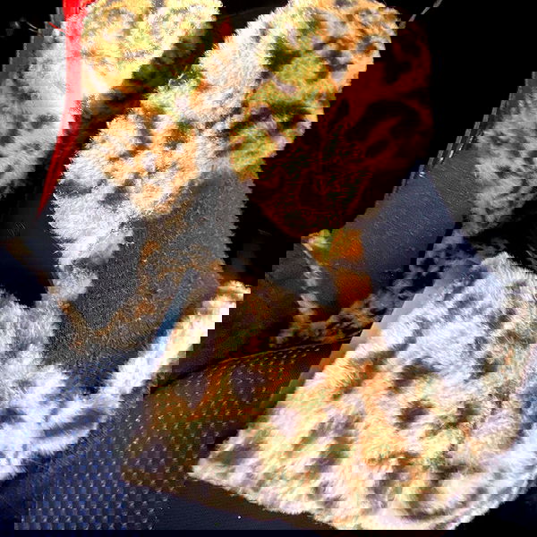 babynympho_archive babynympho_archive archive image