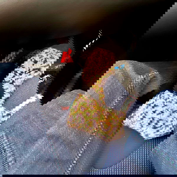 babynympho_archive babynympho_archive archive image