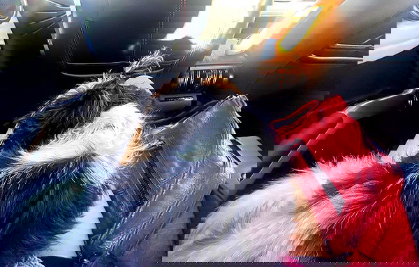 babynympho_archive babynympho_archive archive image