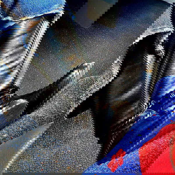 babynympho_archive babynympho_archive archive image