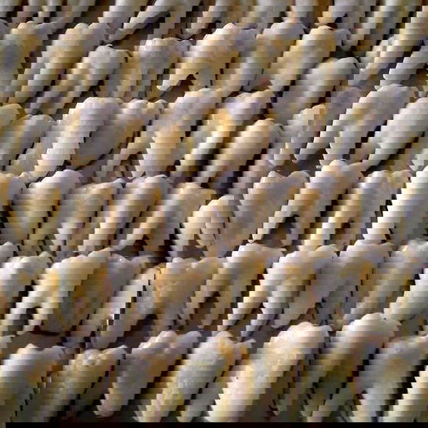 babynympho_archive babynympho_archive archive image