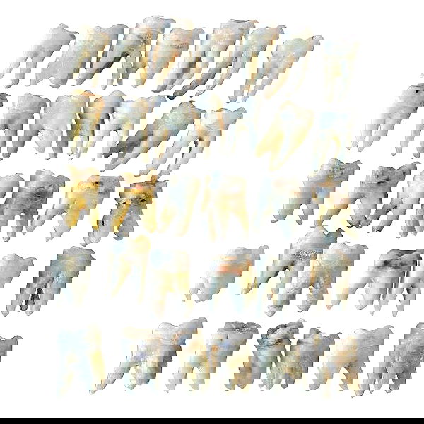 babynympho_archive babynympho_archive archive image