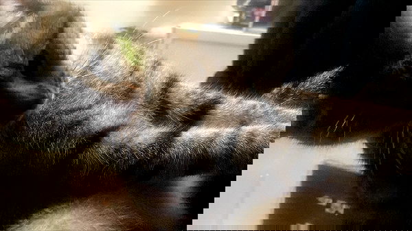 babynympho_archive babynympho_archive archive image