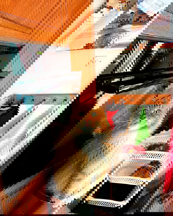 bakedsloths bakedsloths archive image